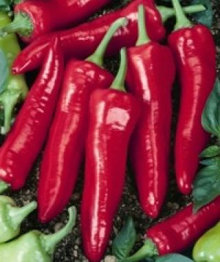 Big Jim Hot Chile Pepper