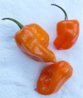 Orange Habanero Hot Chile Pepper