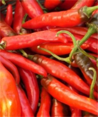 Serrano Hot Chile Pepper
