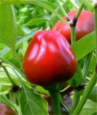 Cherezo Cherry Pepper