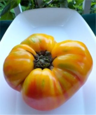 Big Rainbow Striped Tomato