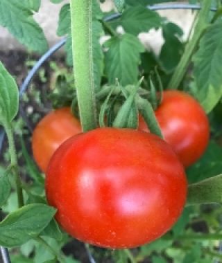 Serrat Cluster Tomato