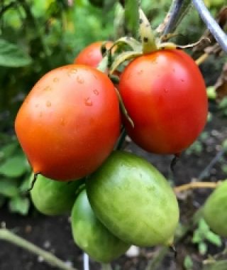 Principe Borghesi Sun-Drying Tomato