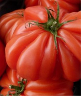 Costoluto Genovese Tomato
