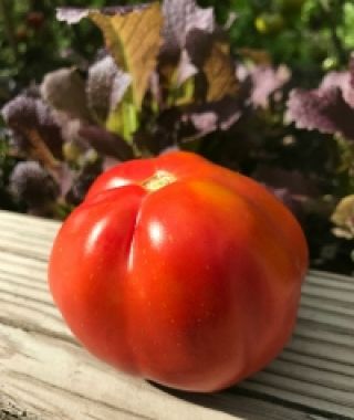 Canestrino Tomato