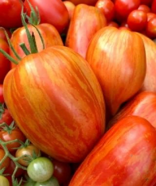 Speckled Roman Plum Tomato