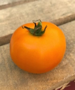 Orange Pixie Large Cherry Tomato