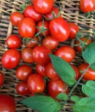 Red Jelly Bean Grape Tomato