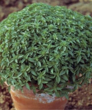 Fino Verde Little-Leafed Basil