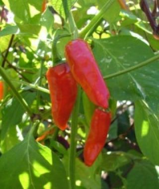 Dulce Rojo Paprika Pepper