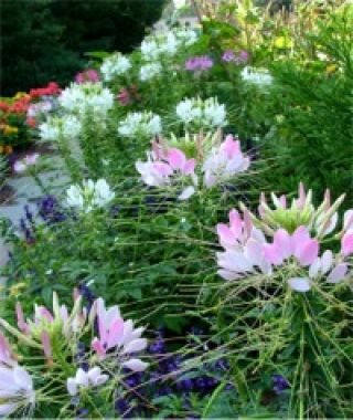 The Color Fountain Spider Flower Mixture