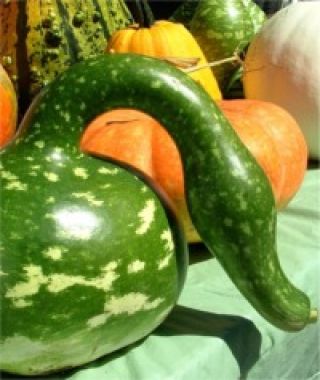 The Large Fruited Ornamental Gourd Mixture