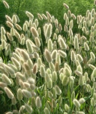 Bunnytail Grass