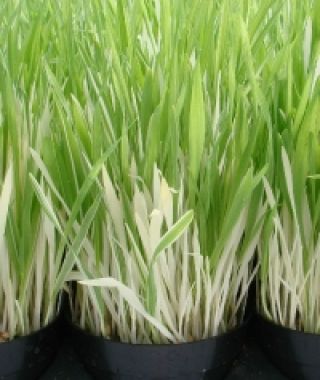 Polly Variegated Cat Grass