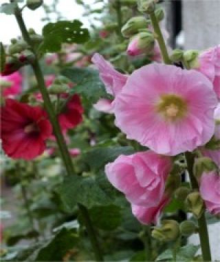 The Single Colorful Hollyhock Mixture