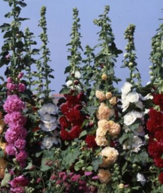 The Chater's Double Hollyhock Mixture