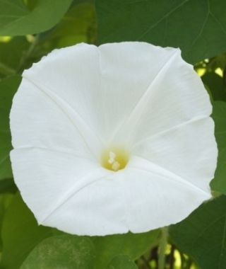 Pearly Gates Morning Glory 