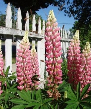 The Chatelaine Lupine