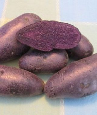 Magic Molly Purple Fingerling Potato