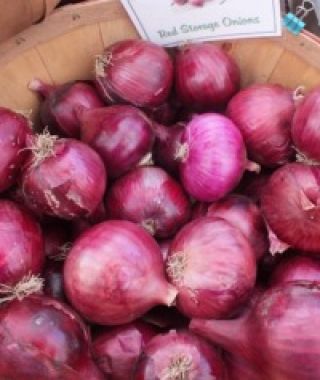 Red Wethersfield Onion Sets