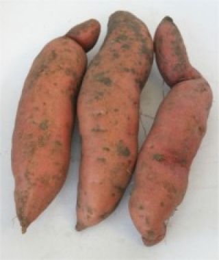 Beauregard Sweet Potato