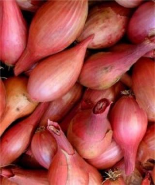 French Red Shallot 