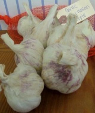 Early Italian Purple Garlic