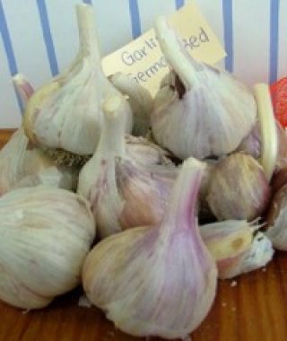 German Red Rocambole Garlic