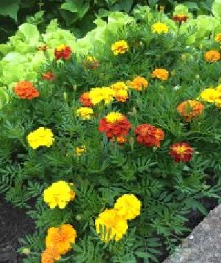 The Hero French-Crested Marigold Mixture