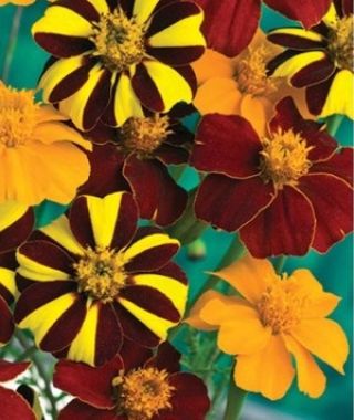 The Pots of Gold French Marigold Mixture