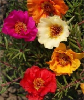 The Double Moss Rose Mixture