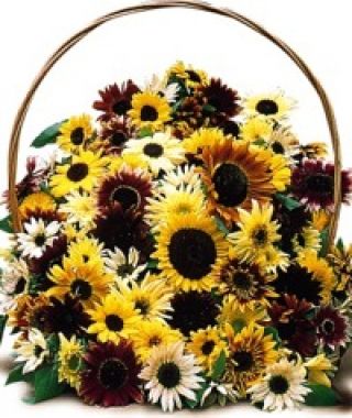 The Colorful Fantasia Sunflower Mixture