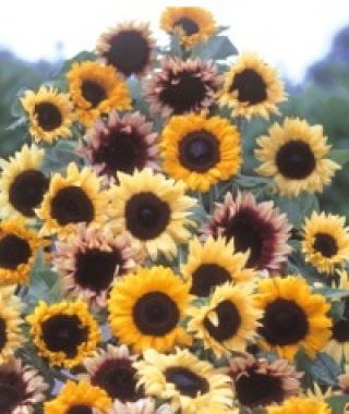 The Professional Florists' Sunflower Mixture