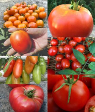 The Essential Tomato Garden