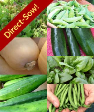 The Easy Direct-Sow Vegetable Garden