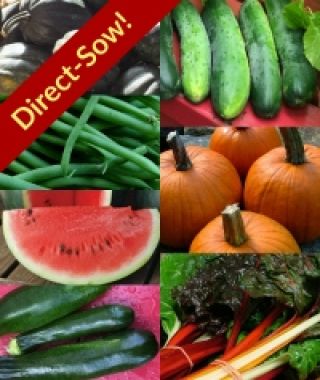 Direct-Sow Summer Wellness Garden