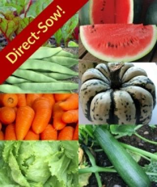 The Direct-Sow Summer Veggies Wellness Garden