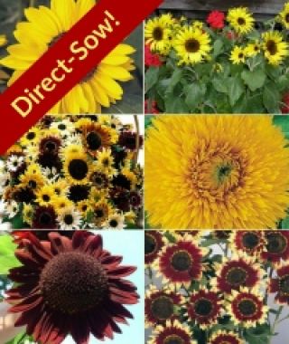 The Essence-of-Summer Sunflower Garden