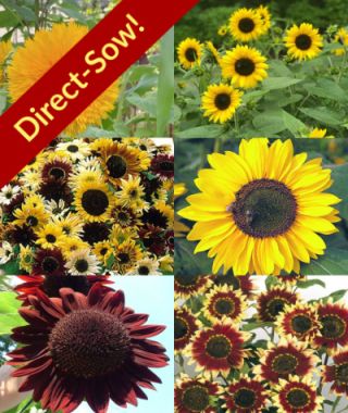 The Essence-of-Summer Sunflower Garden