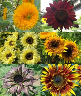 The Extraordinary Sunflower Garden