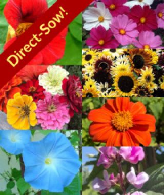 The Easy Direct-Sow Flower Garden