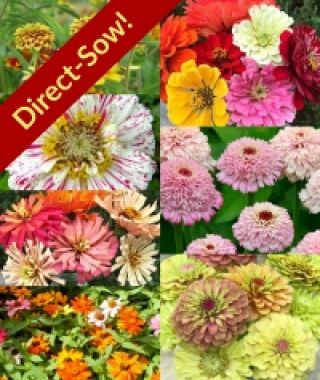 The Ultimate Zinnia Collection