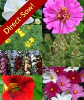 Direct-Sow Classic Cottage Flower Garden