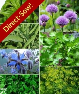 Direct Sow Herb Garden 