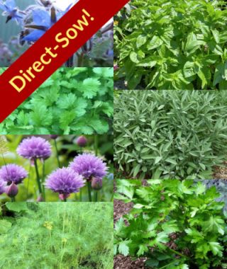 The Direct-Sow Herb Garden 