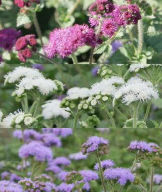 The Red, White & Blue Ageratum Mixture