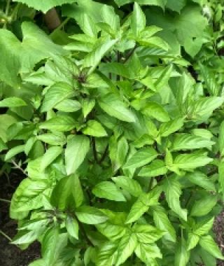 Mexican Spice Basil