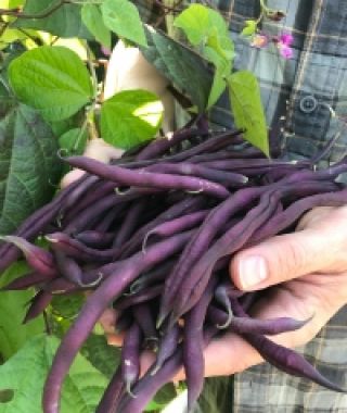 Carminat Purple Filet Pole Bean
