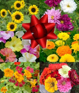 The Beginner Flower Gardener Holiday Pack