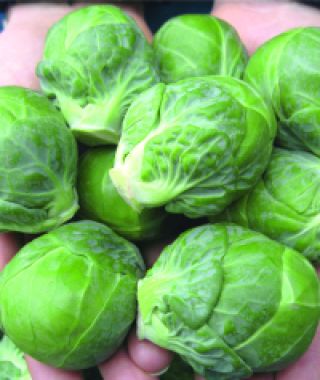 Marte Brussels Sprouts